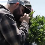 Ben Koch - @grow_oregon - Instagram