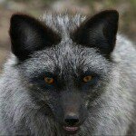 ben latham - @silverfox1975 - Instagram