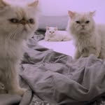 Ben Mann Litman - @nekosmos_purrs - Instagram
