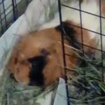 Benjamin litwiller - @theguineapig_whisperer - Instagram