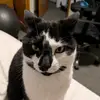 Ben lowe - @petrol_muncher - TikTok