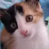 🐈 - @.benmalina - TikTok