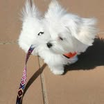 Бен (Ben) - @ben__maltese - Instagram