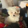 🩵| •BENÍK• |🩵 - @ben.is.maltesee - TikTok