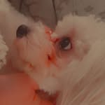 @ben.maltese.dog - Instagram