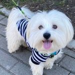 ben_ben - @ben_maltese - Instagram