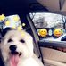 Ben The Maltese - Facebook