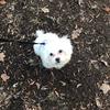 benioo_maltese - @benioo_maltese - TikTok