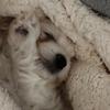 Benito - @benito_themaltese - TikTok