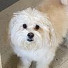 Benji the Maltese - @benjithemaltese3 - TikTok
