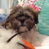 benny - @bentleytheshihtzumaltese - TikTok