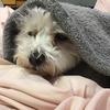 bentleythemaltesee - @bentleythemaltesee - TikTok