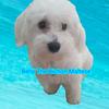 rna0814 - @benji_the_maltesee - TikTok