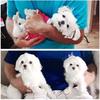 user6629308611715 - @bentley_macie_maltese - TikTok