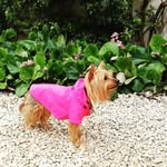 Tilly , DeeDee and Ben Massey - @tilly_the_terrier_ - Instagram