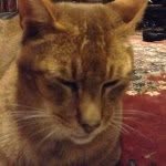 Ben McCloskey My Cat's Cute - @mycatisfat1264 - Instagram
