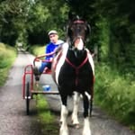 Ben McConnon🐴🇮🇪 - @mcconnonben - Instagram