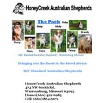Benny McCune - @honeycreekaussies - Instagram