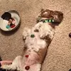 jillbenzickmcdade - @jillbenzickmcdade - TikTok