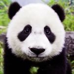 Ben Millard - @bambooben3 - Instagram