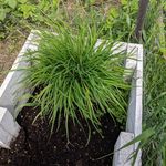 Ben Minor - @bensgarden19 - Instagram