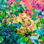 Ben Minor Photos - @benminorphotos - Instagram