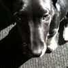 Benny Modica - @olliethepup638286 - TikTok
