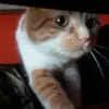 Ben Mulder - @bennyboy999999 - TikTok
