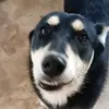 Ben Mulkey - @mydogisnamedsteve - TikTok