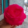 bennarayanshrestha0 - @bennarayanshrestha0 - TikTok
