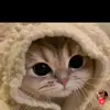 Benedek Nemeth - @benedek.nemeth6 - TikTok