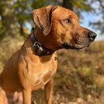 Bennett-Endy - @bennett_endy_rhodesian_heart - Instagram