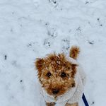 Bennie - @bennie_minigoldendoodle - Instagram