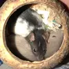 Benti  - @cossettetefatrat - TikTok