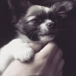 ben nunes - @bennunes5 - Instagram