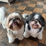 Benny e Panda - @bennyepanda - Instagram