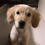 Odie 🐾 - @ben.odie - Instagram