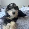 Benji The Bernedoodle - @bernedoodle_benji - TikTok