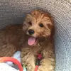 Ben.thecavoodle - @ben.thecavoodle - TikTok