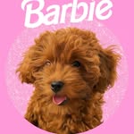 𝒫𝒶𝓇𝒾𝓈 𝐻𝒾𝓁𝓉𝑜𝓃🐶🐾 - @benparispoddle - Instagram