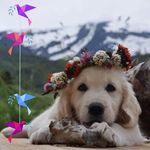 Ben Pascoe - @ben.pascoe.102 - Instagram