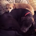 Ben & Paxton - @ben_and_paxton - Instagram