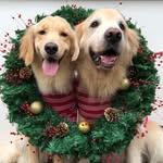 Ben(4/1/09) 🌈 & Penny(11/28/16)💖 - @goldbenretriever - Instagram