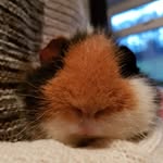Ben Penny - @teddy_the_guinea - Instagram