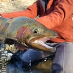 Ben Phipps - @stoicanglers - Instagram