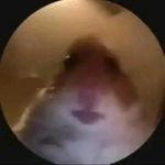 Ben Plaisted - @beanzzzeontwitch - Instagram