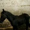 bennyk7 - @bennardopolizzi - TikTok