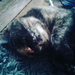 Cats and fortnite - @benpolizzi12 - Instagram