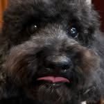 Ben & Family Diary - @ben_poodlefam - Instagram