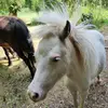 napnap le mini cheval - @benpower54 - TikTok